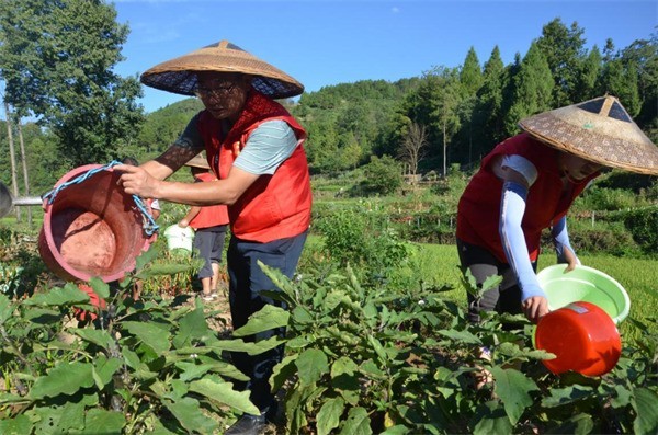 凤凰县委办公室机关党支部组织党员志愿者开展抗旱救灾志愿服务活动。单位供图