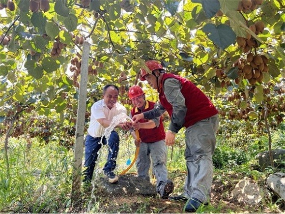 国网凤凰县供电公司志愿者们为果园里的猕猴桃送上“清凉”。单位供图