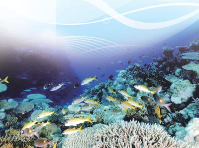 保护珊瑚礁,修复海草床,有序开发利用海洋资源