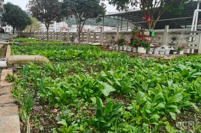“贵州麻江：小区“荒地”变成“共享菜园”
