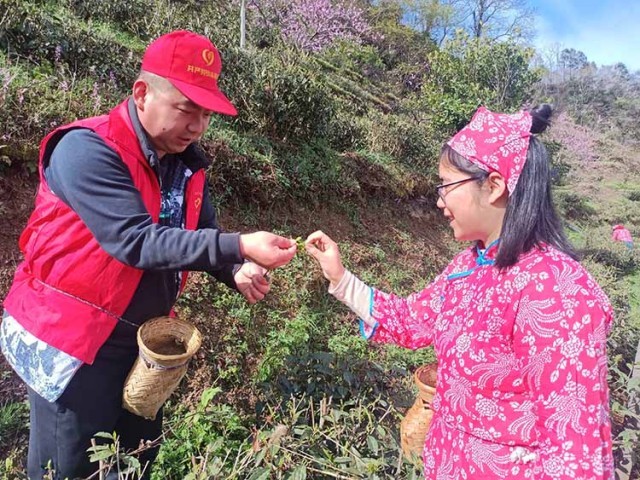 志愿者们向当地采茶能手请教采摘方法。青川县融媒体中心供图