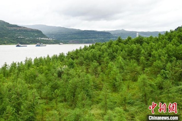 山峡库区重庆万州：生物标本后面的“”bob电竞体育平台故事(图4)