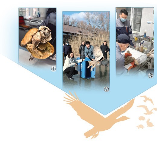 我们在北京救助野生动物 图1