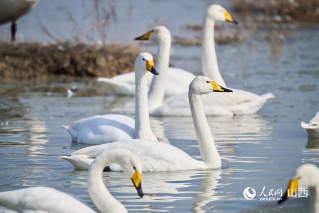 山西运城盐湖生态向好，珍禽越冬成景观 图2