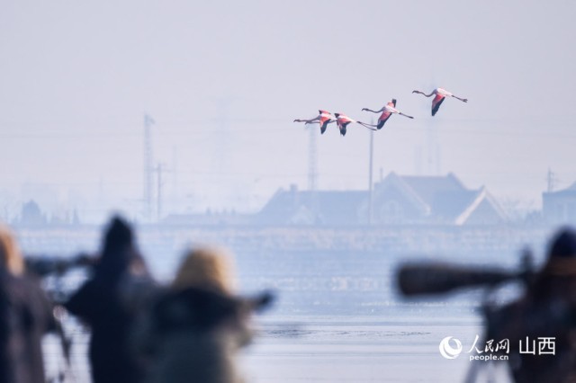 山西运城盐湖生态向好，珍禽越冬成景观 图4