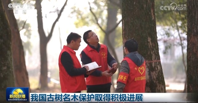 我国古树名木保护取得积极进展 图1