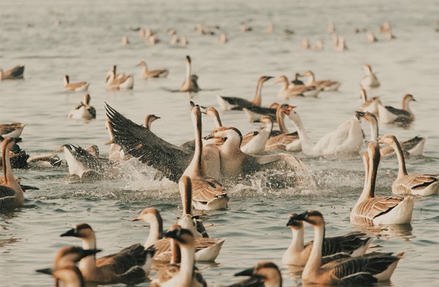 辽宁沈阳：浑河流域吸引上千只候鸟栖息越冬 图1