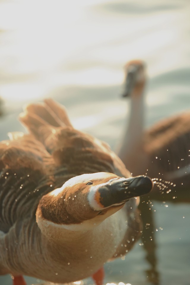 辽宁沈阳：浑河流域吸引上千只候鸟栖息越冬 图2