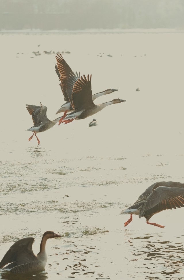 辽宁沈阳：浑河流域吸引上千只候鸟栖息越冬 图3