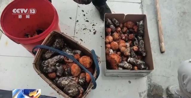 报效祖国_建功西部丨90后扎根高原11年_带领村民解锁致富新方式 图6