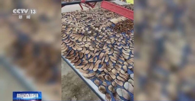 报效祖国_建功西部丨90后扎根高原11年_带领村民解锁致富新方式 图8