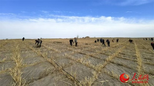 焕“新”之路丨沙海锁绿边_荒漠掘金山 图3