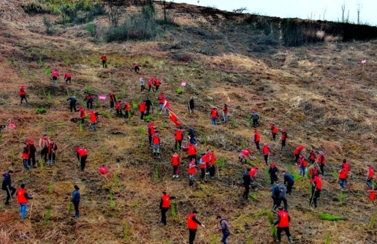 湖南新田：掀起植树造林高潮热潮 图2