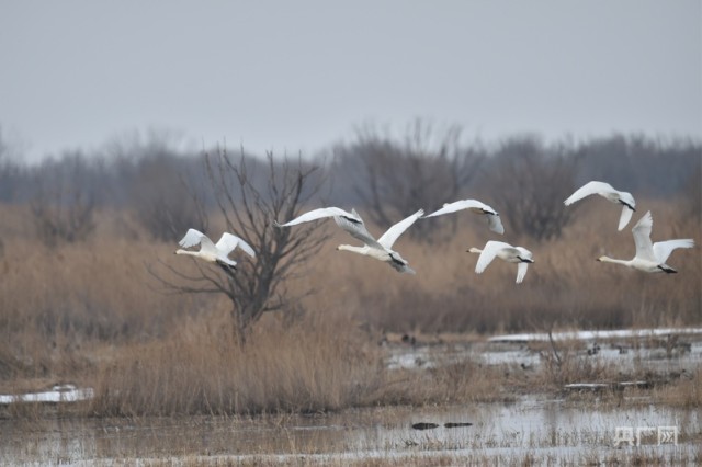 代红亮：从“追虫人”到“读鸟者” 图1
