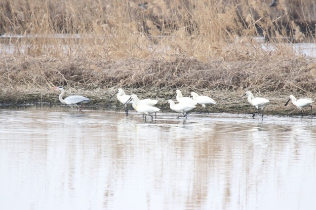 代红亮：从“追虫人”到“读鸟者” 图2