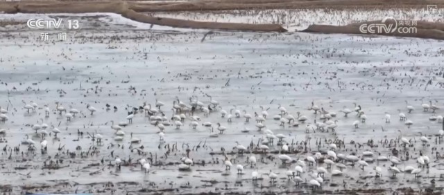 候鸟翔集、万物和谐！多样化保护勾勒美丽中国更美新画卷 图1