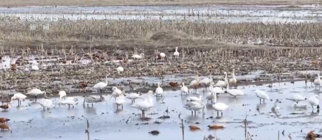 候鸟翔集、万物和谐！多样化保护勾勒美丽中国更美新画卷 图2