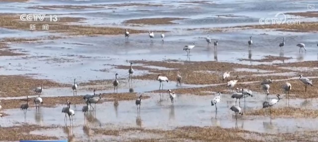 候鸟翔集、万物和谐！多样化保护勾勒美丽中国更美新画卷 图3