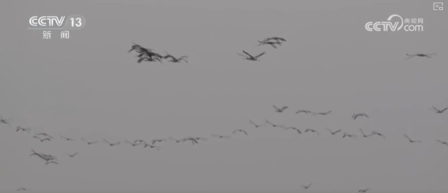 候鸟翔集、万物和谐！多样化保护勾勒美丽中国更美新画卷 图4