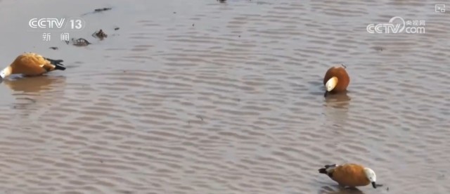 候鸟翔集、万物和谐！多样化保护勾勒美丽中国更美新画卷 图5