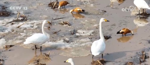 候鸟翔集、万物和谐！多样化保护勾勒美丽中国更美新画卷 图6