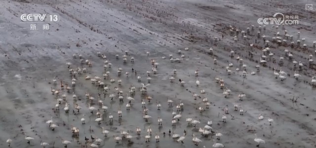 候鸟翔集、万物和谐！多样化保护勾勒美丽中国更美新画卷 图8