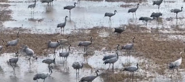 候鸟翔集、万物和谐！多样化保护勾勒美丽中国更美新画卷 图9