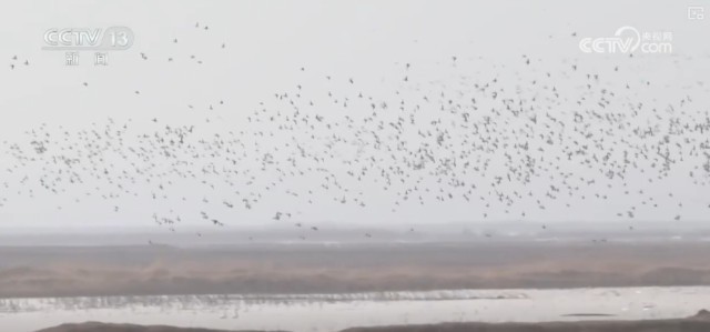 候鸟翔集、万物和谐！多样化保护勾勒美丽中国更美新画卷 图10