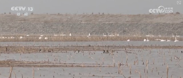 候鸟翔集、万物和谐！多样化保护勾勒美丽中国更美新画卷 图11