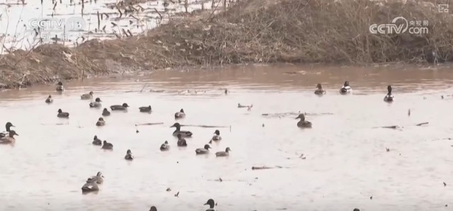 候鸟翔集、万物和谐！多样化保护勾勒美丽中国更美新画卷 图12