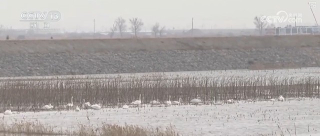 候鸟翔集、万物和谐！多样化保护勾勒美丽中国更美新画卷 图13