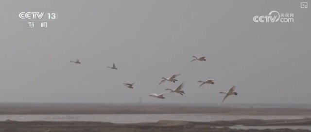 候鸟翔集、万物和谐！多样化保护勾勒美丽中国更美新画卷 图14