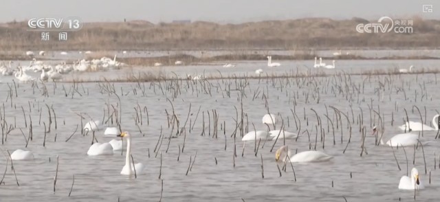 候鸟翔集、万物和谐！多样化保护勾勒美丽中国更美新画卷 图15