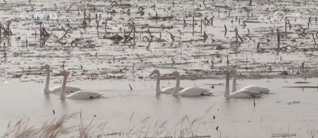 候鸟翔集、万物和谐！多样化保护勾勒美丽中国更美新画卷 图16