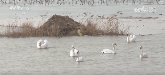 候鸟翔集、万物和谐！多样化保护勾勒美丽中国更美新画卷 图18