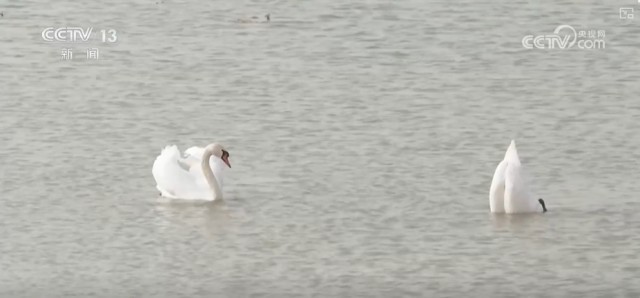 候鸟翔集、万物和谐！多样化保护勾勒美丽中国更美新画卷 图19