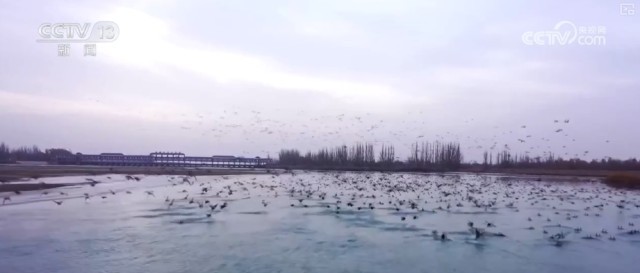 候鸟翔集、万物和谐！多样化保护勾勒美丽中国更美新画卷 图21