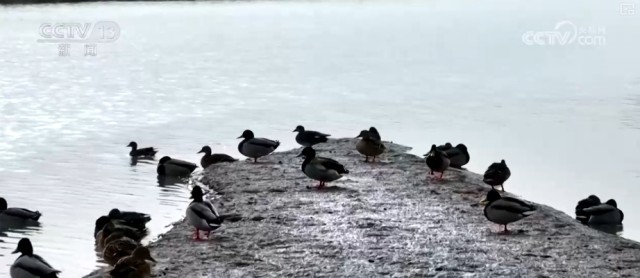 候鸟翔集、万物和谐！多样化保护勾勒美丽中国更美新画卷 图22