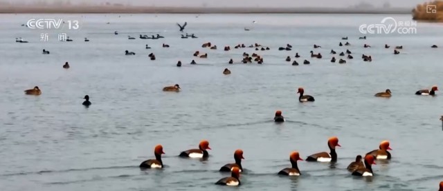 候鸟翔集、万物和谐！多样化保护勾勒美丽中国更美新画卷 图23