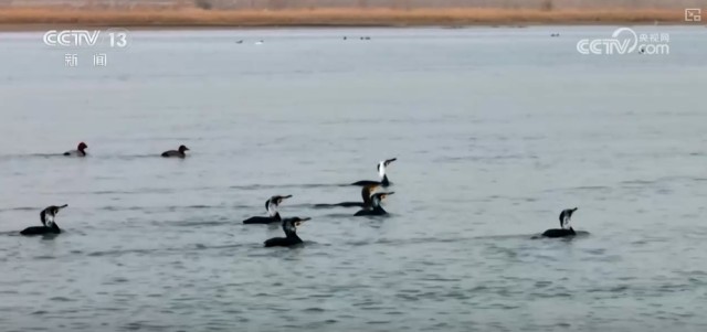 候鸟翔集、万物和谐！多样化保护勾勒美丽中国更美新画卷 图24