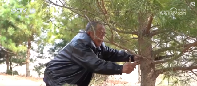 81岁宋忠华：种树20年_换得红松成林 图1