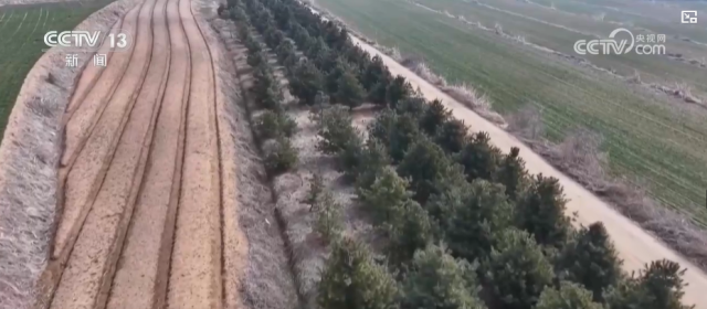 81岁宋忠华：种树20年_换得红松成林 图3