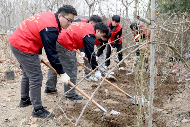 河北肃宁：志愿者植树造林助力绿色生态发展 图3