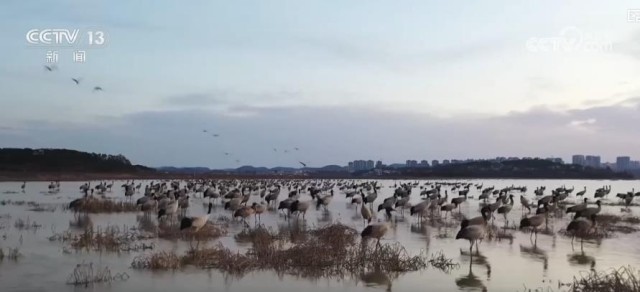 湿地恢复助力候鸟迁徙_国家级保护区候鸟数量创新高 图1