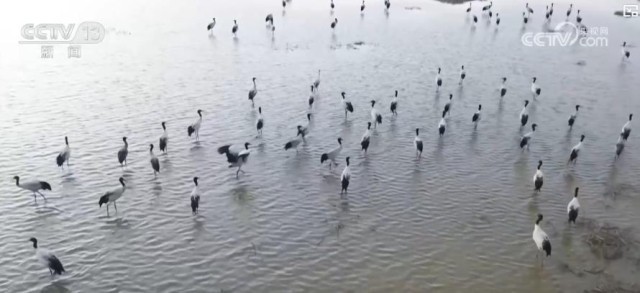 湿地恢复助力候鸟迁徙_国家级保护区候鸟数量创新高 图2