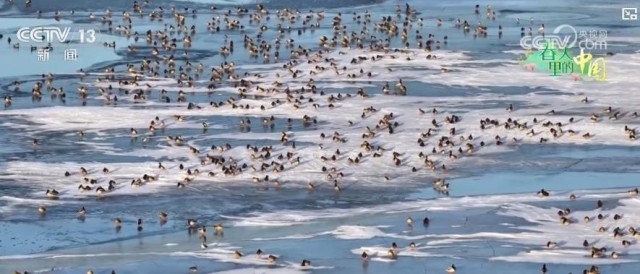 候鸟翩跹生态美_大美中国生机勃勃春意盎然 图1