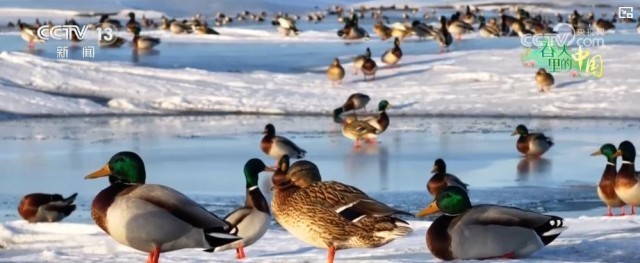 候鸟翩跹生态美_大美中国生机勃勃春意盎然 图2