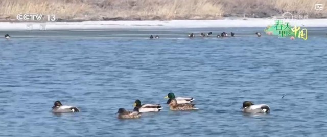 候鸟翩跹生态美_大美中国生机勃勃春意盎然 图3