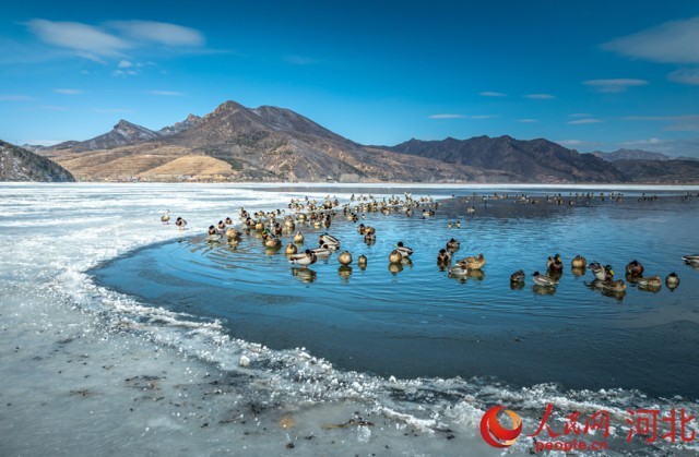 河北围场迎来首批北迁候鸟 图1