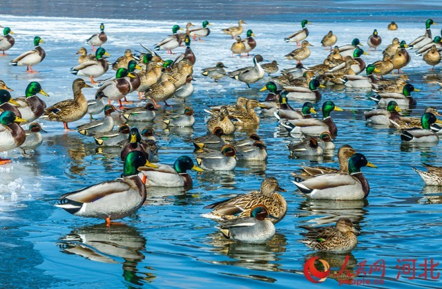 河北围场迎来首批北迁候鸟 图2